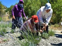 İLÇEMİZ NALLIHAN'DA LAVANTA BAHÇELERİNE İLGİ ÇOK YOĞUN