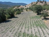 İLÇEMİZ NALLIHAN'DA LAVANTA BAHÇELERİNE İLGİ ÇOK YOĞUN