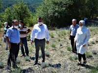 İLÇEMİZ NALLIHAN'DA LAVANTA BAHÇELERİNE İLGİ ÇOK YOĞUN