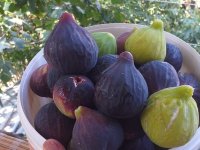 SARIYAR'IMIZDA İNCİR YETİŞTİRME