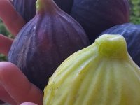 SARIYAR'IMIZDA İNCİR YETİŞTİRME