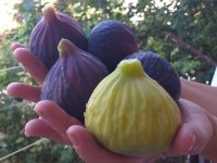 SARIYAR'IMIZDA İNCİR YETİŞTİRME