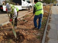 NALLIHAN BELEDİYE'MİZDEN AĞAÇ SEFERBERLİĞİ