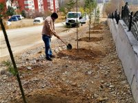 NALLIHAN BELEDİYE'MİZDEN AĞAÇ SEFERBERLİĞİ