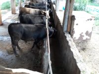 SARIYAR'IMIZDA KURBANLIKLAR GÖRÜCÜYE ÇIKTI