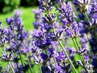 İLÇEMİZ NALLIHAN'DA LAVANTA BAHÇELERİNE İLGİ ÇOK YOĞUN