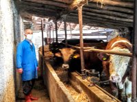 SARIYAR'IMIZDA BÜYÜKBAŞ HAYVAN KESİMİNE BAŞLANDI