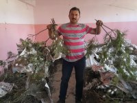 SARIYAR'IMIZDA KOZA HASADI BAŞLADI