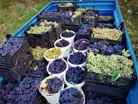 SARIYAR'IMIZDA BAĞ BOZUMU VE GELENEKSEL PEKMEZ YAPIMI