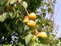 Bu sene meyve bolluğu yaşanıyor
