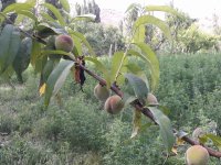 Bu sene meyve bolluğu yaşanıyor