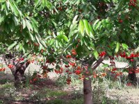 Bu sene meyve bolluğu yaşanıyor