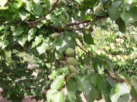 Bu sene meyve bolluğu yaşanıyor