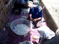 SARIYAR'IMIZDA İPEK BÖCEĞİ HASAT ZAMANI