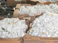 SARIYAR'IMIZDA İPEK BÖCEĞİ HASAT ZAMANI