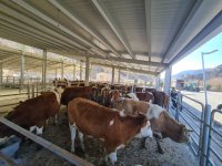 NALLIHAN BELEDİYE'MİZDEN ÜRETİCİYE GEBE DÜVE DESTEĞİ