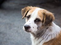 SOKAK HAYVANLARI İÇİN BAĞIŞ