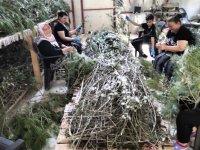 SARIYAR'IMIZDA İPEK KOZASI'NDA HASAT ZAMANI