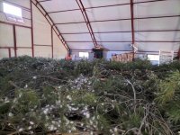 SARIYAR'IMIZDA İPEK KOZASI'NDA HASAT ZAMANI