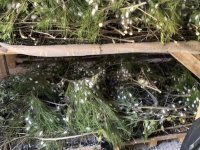 SARIYAR'IMIZDA İPEK KOZASI'NDA HASAT ZAMANI