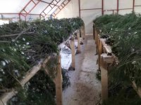 SARIYAR'IMIZDA İPEK KOZASI'NDA HASAT ZAMANI