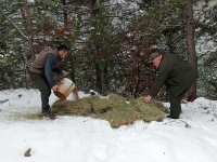 NALLIHAN'IMIZDA YABAN HAYVANLARINA YEM DESTEĞİ