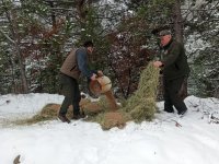 NALLIHAN'IMIZDA YABAN HAYVANLARINA YEM DESTEĞİ