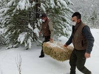 NALLIHAN'IMIZDA YABAN HAYVANLARINA YEM DESTEĞİ