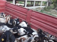 SARIYAR'IMIZDA KURBANLIKLAR GÖRÜCÜYE ÇIKTI