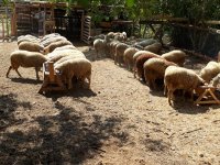 SARIYAR'IMIZDA KURBANLIKLAR GÖRÜCÜYE ÇIKTI