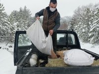 NALLIHAN'IMIZDA YABAN HAYVANLARINA YEM DESTEĞİ