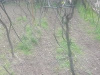 SARIYAR'IMIZ BAHÇELERİNDE ÇAPA SEZONU BAŞLADI