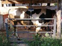 SARIYAR'IMIZDA KURBANLIKLAR GÖRÜCÜYE ÇIKTI