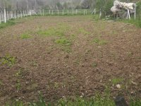 SARIYAR'IMIZ BAHÇELERİNDE ÇAPA SEZONU BAŞLADI