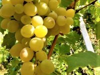 SARIYAR'IMIZDA BAĞ BOZUMU VE GELENEKSEL PEKMEZ YAPIMI