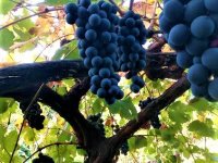 SARIYAR'IMIZDA BAĞ BOZUMU VE GELENEKSEL PEKMEZ YAPIMI