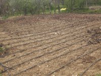 SARIYAR'IMIZ BAHÇELERİNDE ÇAPA SEZONU BAŞLADI