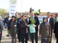 İlçemiz Nallıhan'da Orman Haftası Fidan Dikimi