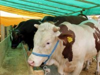 SARIYAR'IMZDA KURBAN FİYATLARI BELLİ OLDU