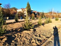 NALLIHAN BELEDİYE'MİZDEN AĞAÇ SEFERBERLİĞİ