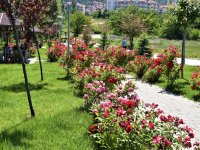 NALLIHAN BELEDİYE'MİZDEN MEVSİMLİK ÇİÇEK