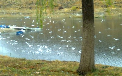 BARAJ VE GÖLÜMÜZDE TOPLU BALIK ÖLÜMLERİ