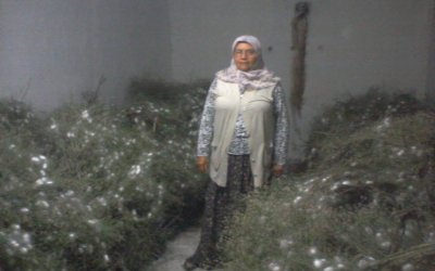 Sarıyar’ımızda İpekböçeği Kozaya, Koza Paraya Dönüştü