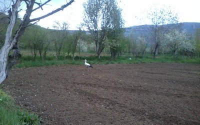 YAZ KONUKLARIMIZ GELDİ