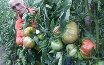 SARIYAR Domateslerimiz Eskişehir’de