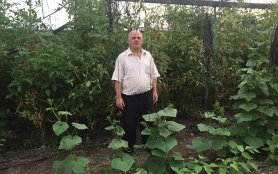 İSRAİL VE HOLLANDA DOMATESİ