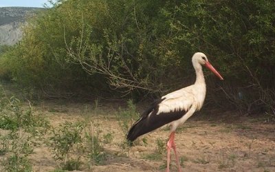 BAHARIN HABERCİSİ LEYLEKLER GELDİ
