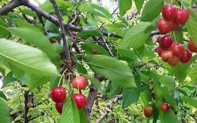 Sarıyar’ımızda Kiraz’ı Aşırı Yağışlar Vurdu