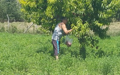 Bu sene meyve bolluğu yaşanıyor