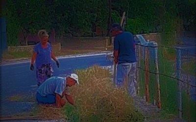 KALDIRIM VE YOL KENARLARINDA YABANİ OT TEMİZLİĞİ